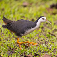 White-breasted Waterhen